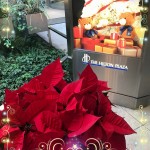 12月 緑段
